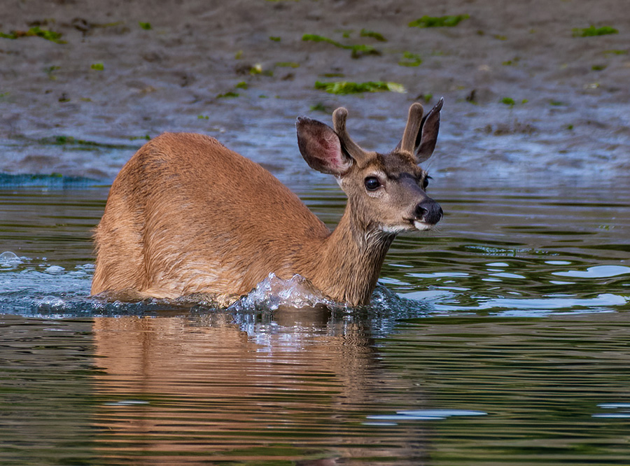 Salmon River Kayak Deer
