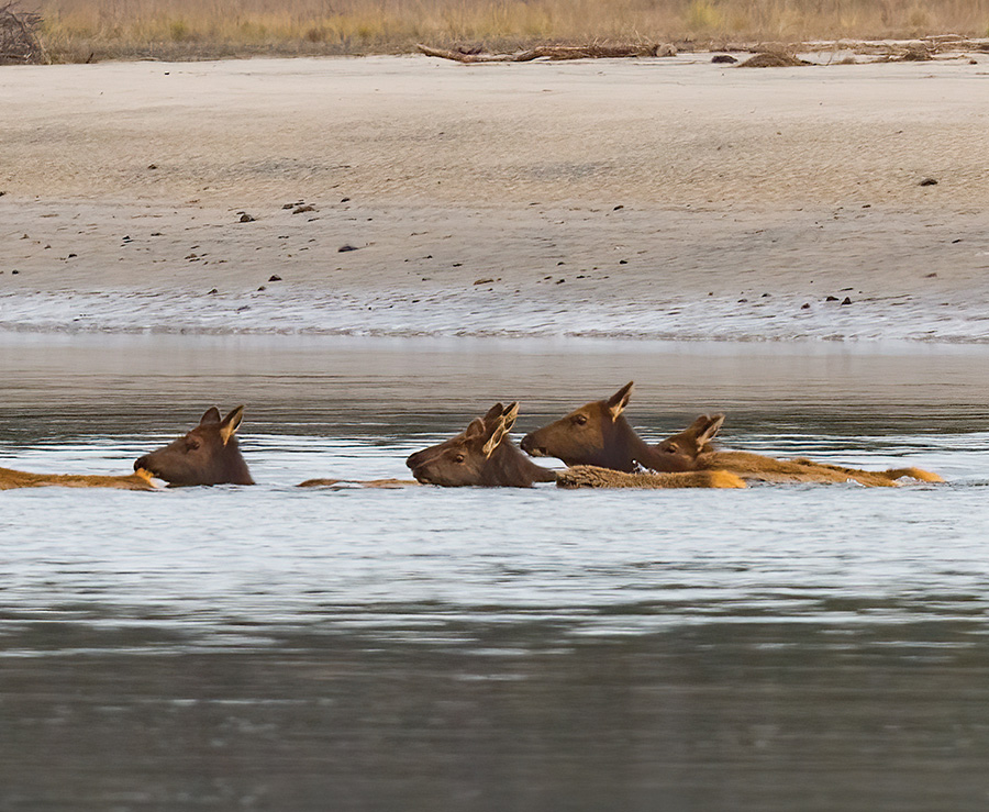 Salmon River Kayak Elk