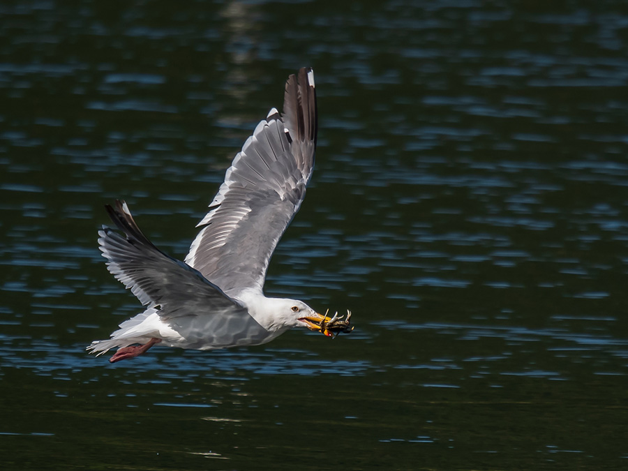 Salmon River Kayak Seagull