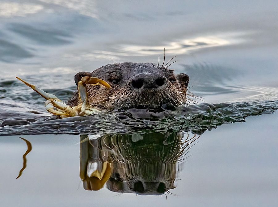 Salmon River Wooden Kayak Otter Crab
