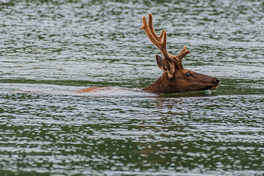 Salmon River Wooden Kayak elkswim1