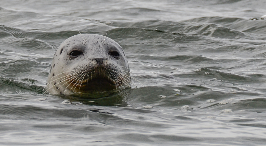 Salmon River Kayak Seal